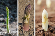 ASPERGE