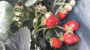 FRAISES